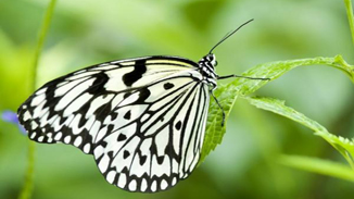 Самые красивые бабочки в мире